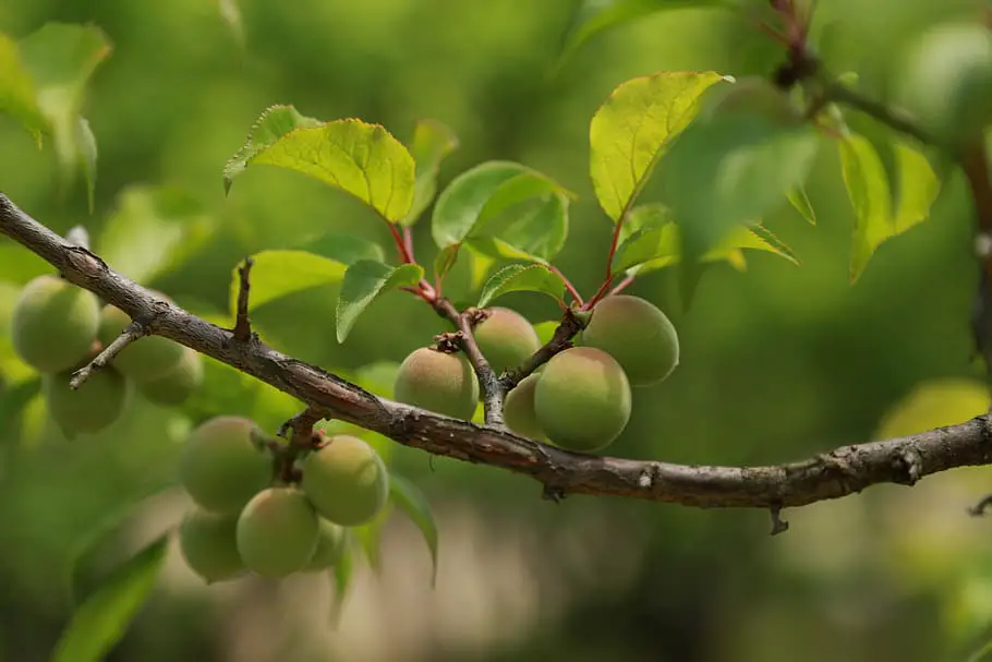 Ume, the fruit from which Umeshu is made