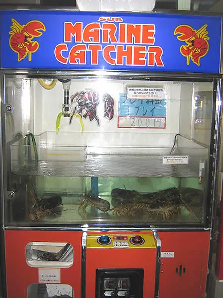 Live lobster vending machine